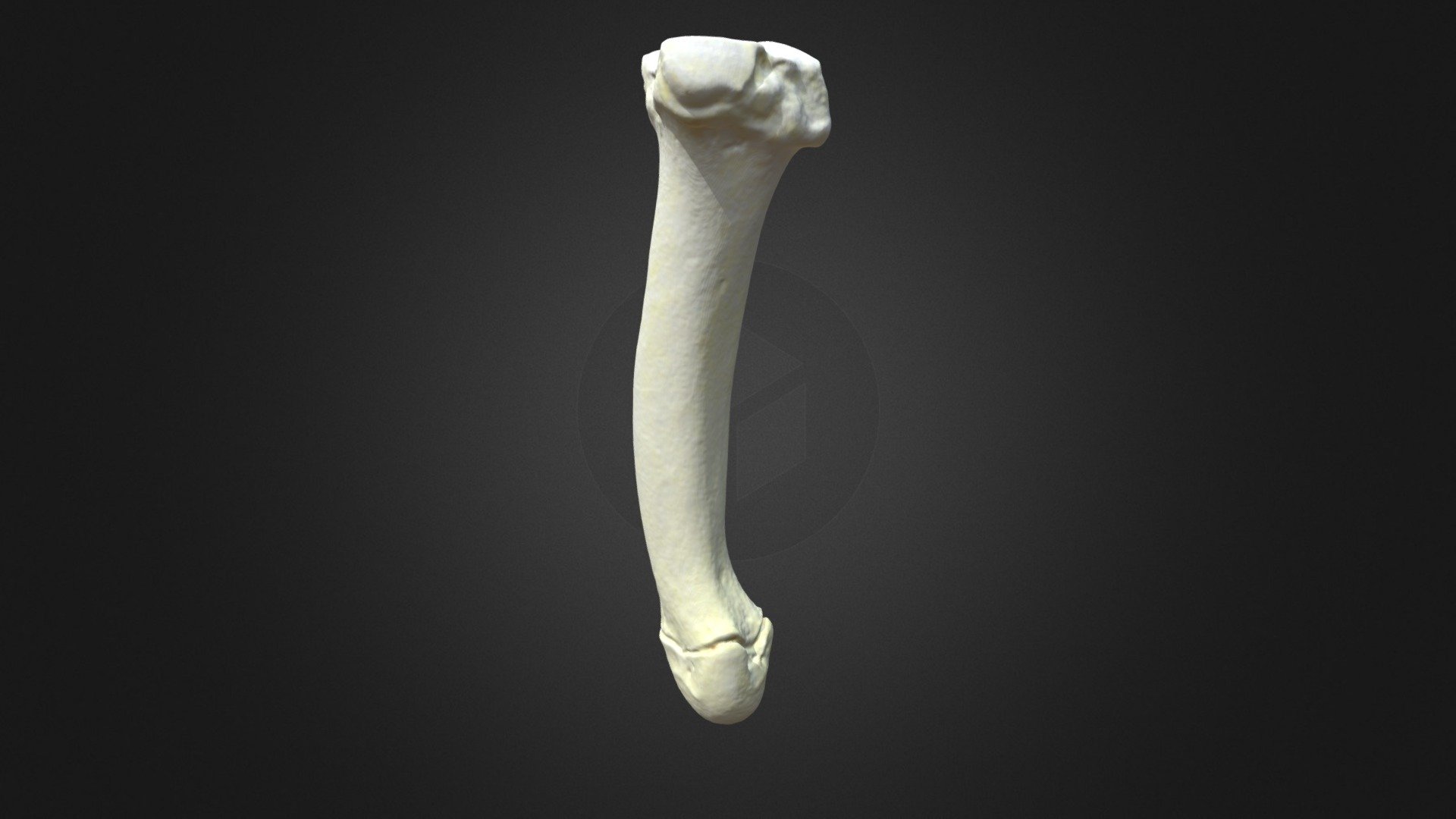 G. g. gorilla, metatarsus 2 (right hindlimb) - 3D model by Museu de ...