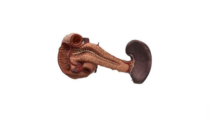 Vasculature of the Pancreas 3D Model
