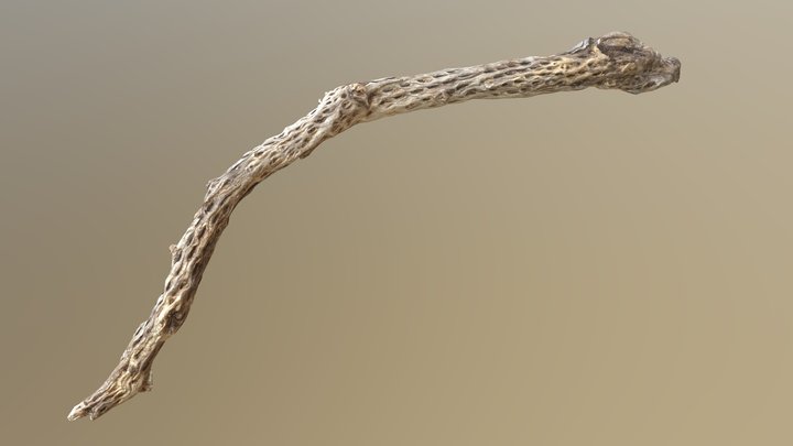 Cholla Branch 3D Model
