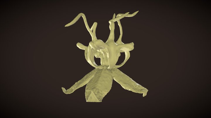 Byttneria microphylla flower - FBGXP 220217 3D Model