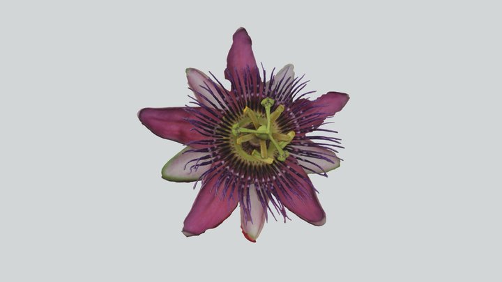 Pasiflora (Passiflora) 3D Model