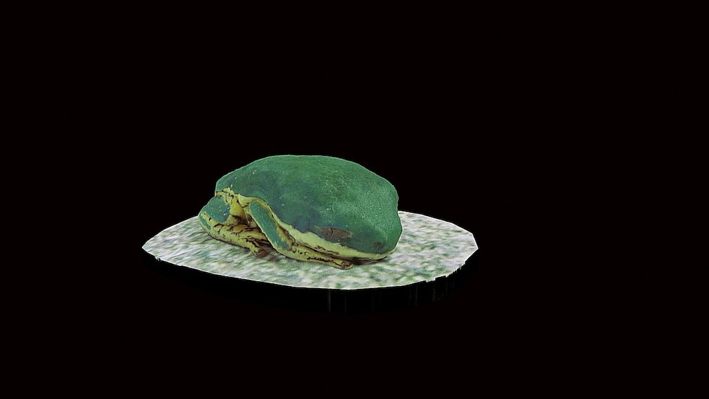 Model 15 - Tiger-striped Monkey Frog Green Phase
