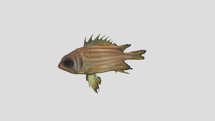 Redcoat fish 3D Model