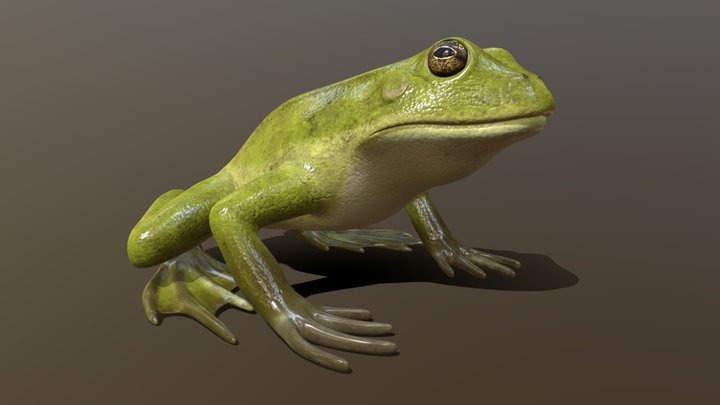 Frog 3D Model