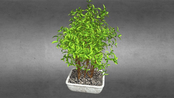 House Plants Pot 3D Model
