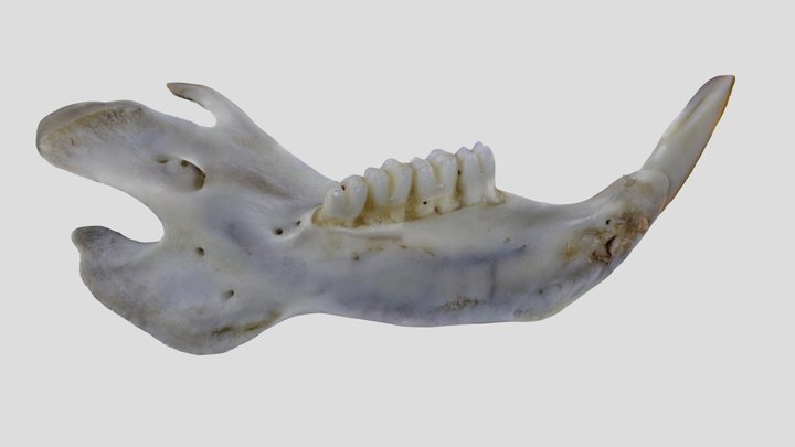 UWYMV:Mamm:2167, C. hispidus, Left Mandible – Free 3D Model STL