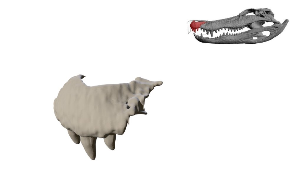 Alligator Premaxilla