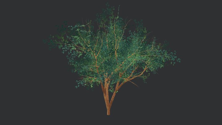 Green-leaved Tree 3D Model