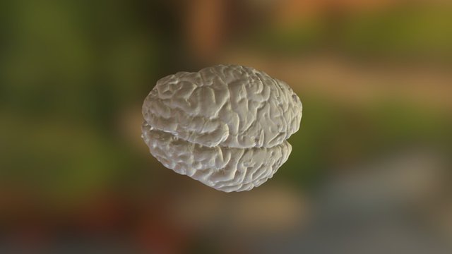 Brain demo 3D Model