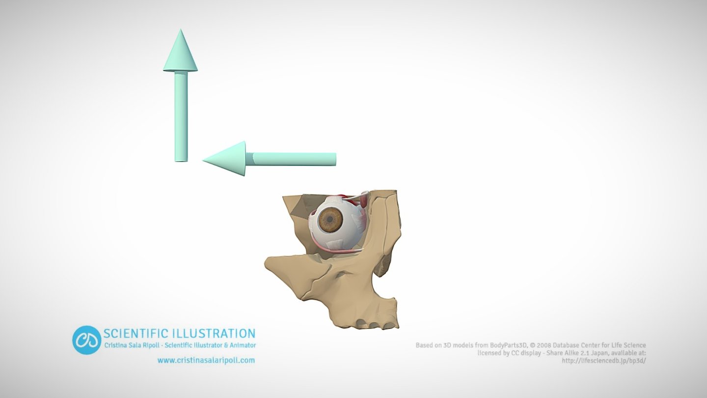 Abduction and Elevation