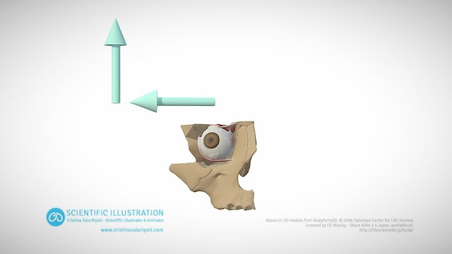 Abduction and Elevation 3D Model