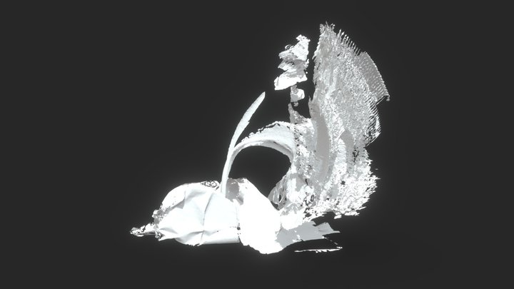 Timelapse Flower (Anemone Coronaria) 3D Model