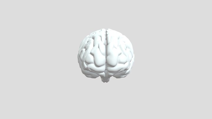 Brain Project 3D Model