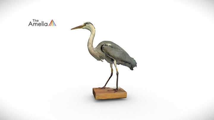 Grey Heron 3D Model