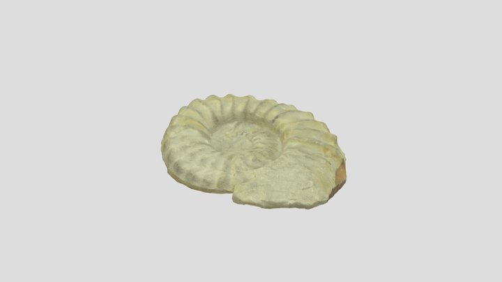 MU Sed Strat 0003 Ammonite 3D Model