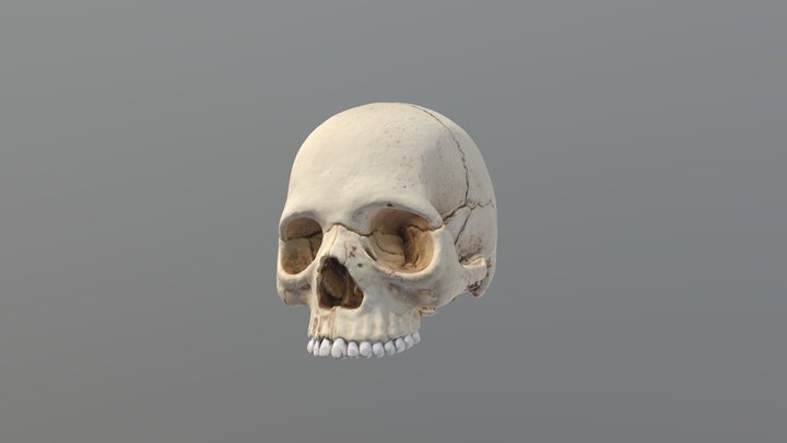 Modelo anatómico : Cráneo 3D Model
