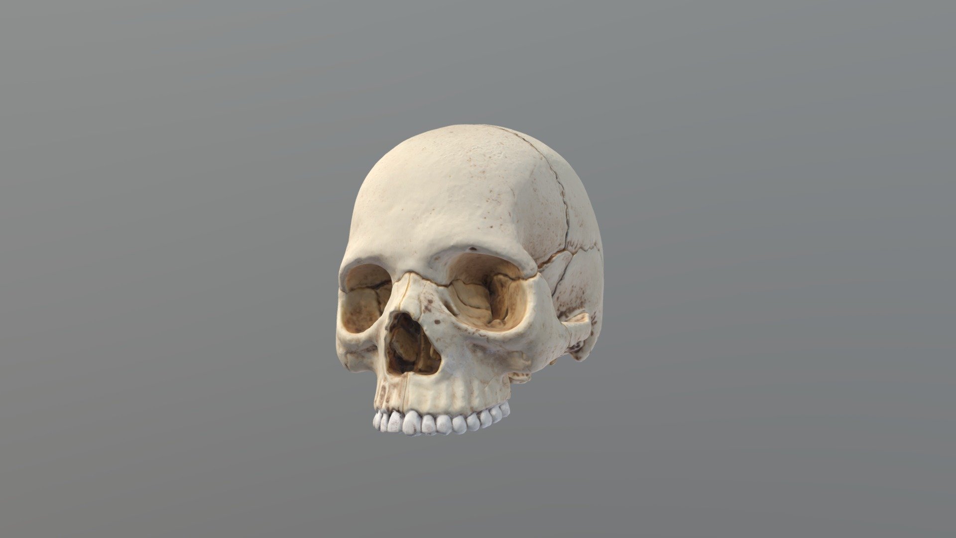 Modelo anatómico : Cráneo - 3D model by Acolmenares (@Acolmenares) [393fb55]