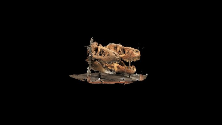 T Rex skulls Museum of the Rockies 3D Model