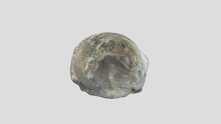 Strandfynd, fossil 3D Model