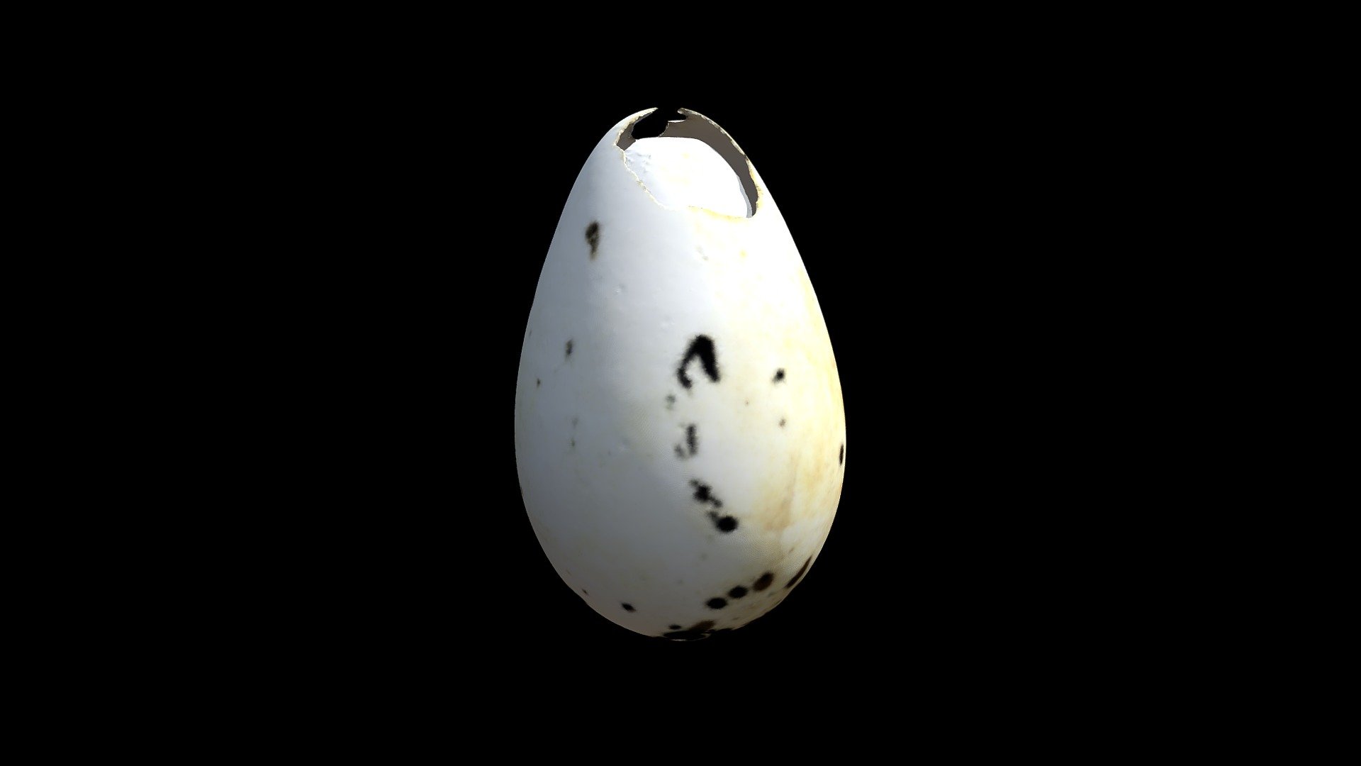 Scarborough Great Auk Egg