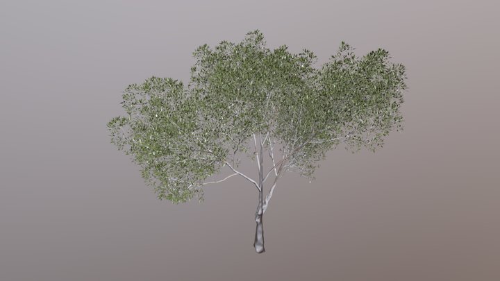 Arbol Eucaliptuss joven 3D Model