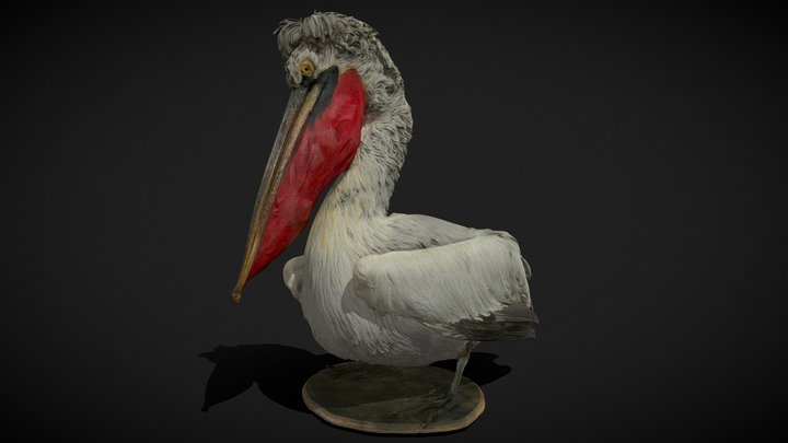 Pelican creț 3D Model