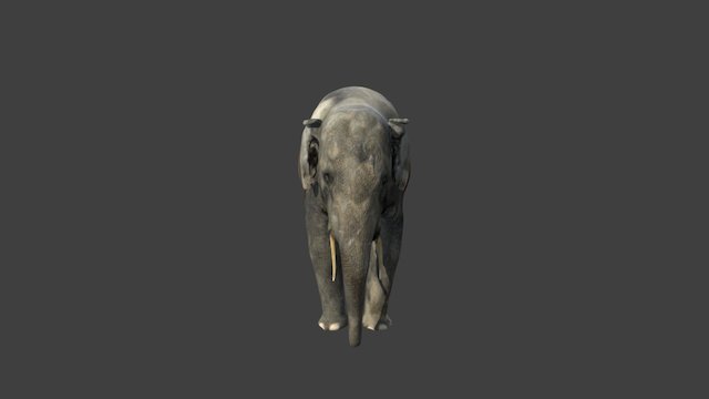 Asian elephant 3D Model