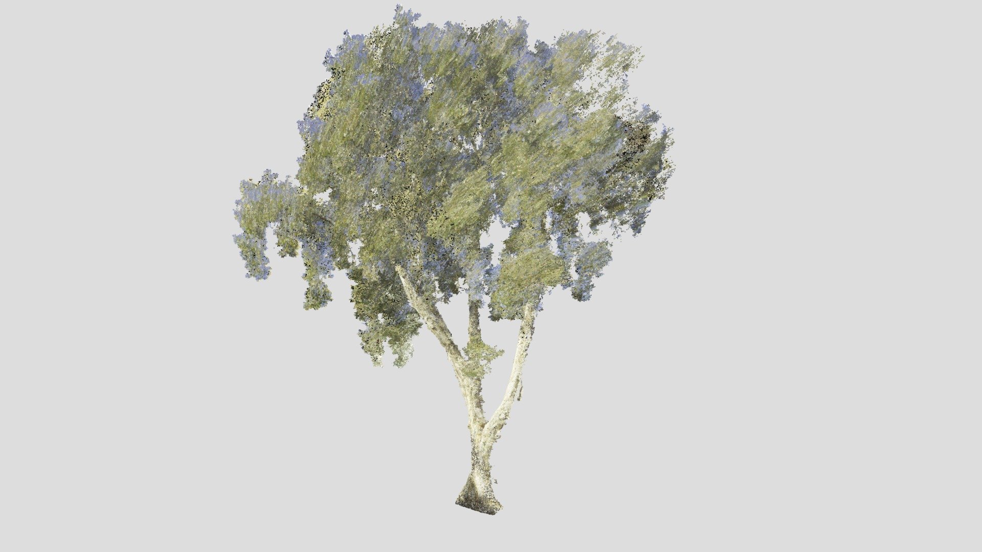 Tree Point Cloud