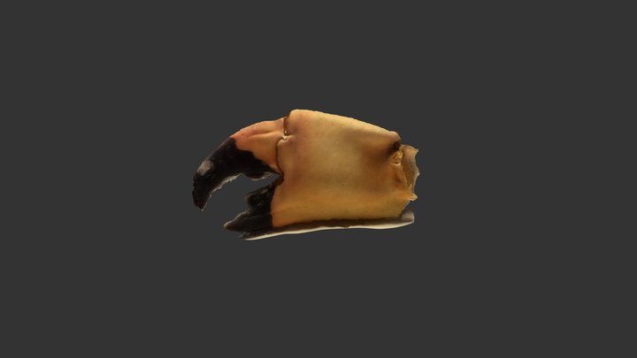 Claw Test Trimmed 3D Model