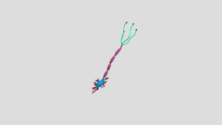 Neuron Final Model 3D Model