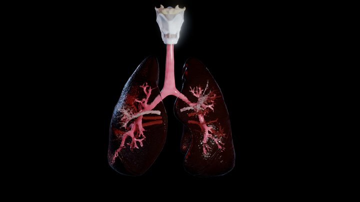 Pulmonary system whole 3D Model