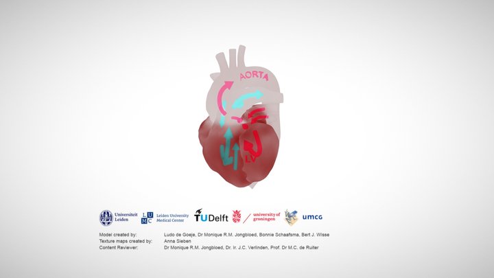 Heart with blood flow – Modello 3D gratuito STL