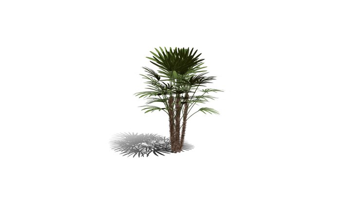 Realistic HD Bamboo palm (26/30) 3D Model