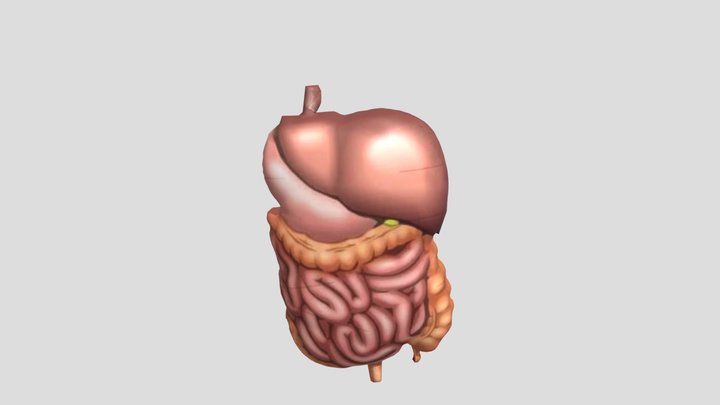 Organ 3D Model