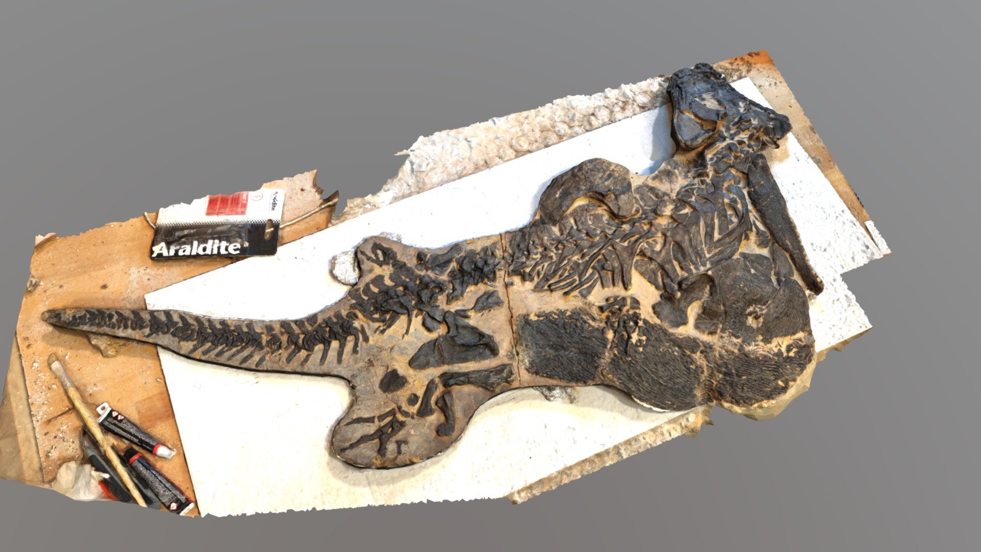 Sclerocephalus haeuseri - Permian salamander