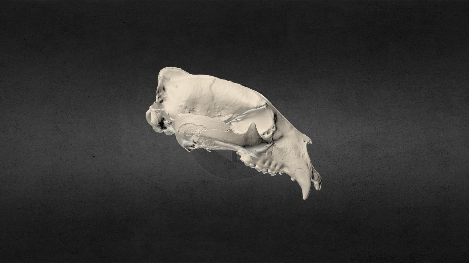 Ursus americanus (Black bear) Cranium