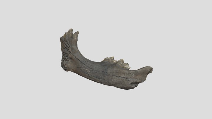 Right Smilodon Jaw 3D Model