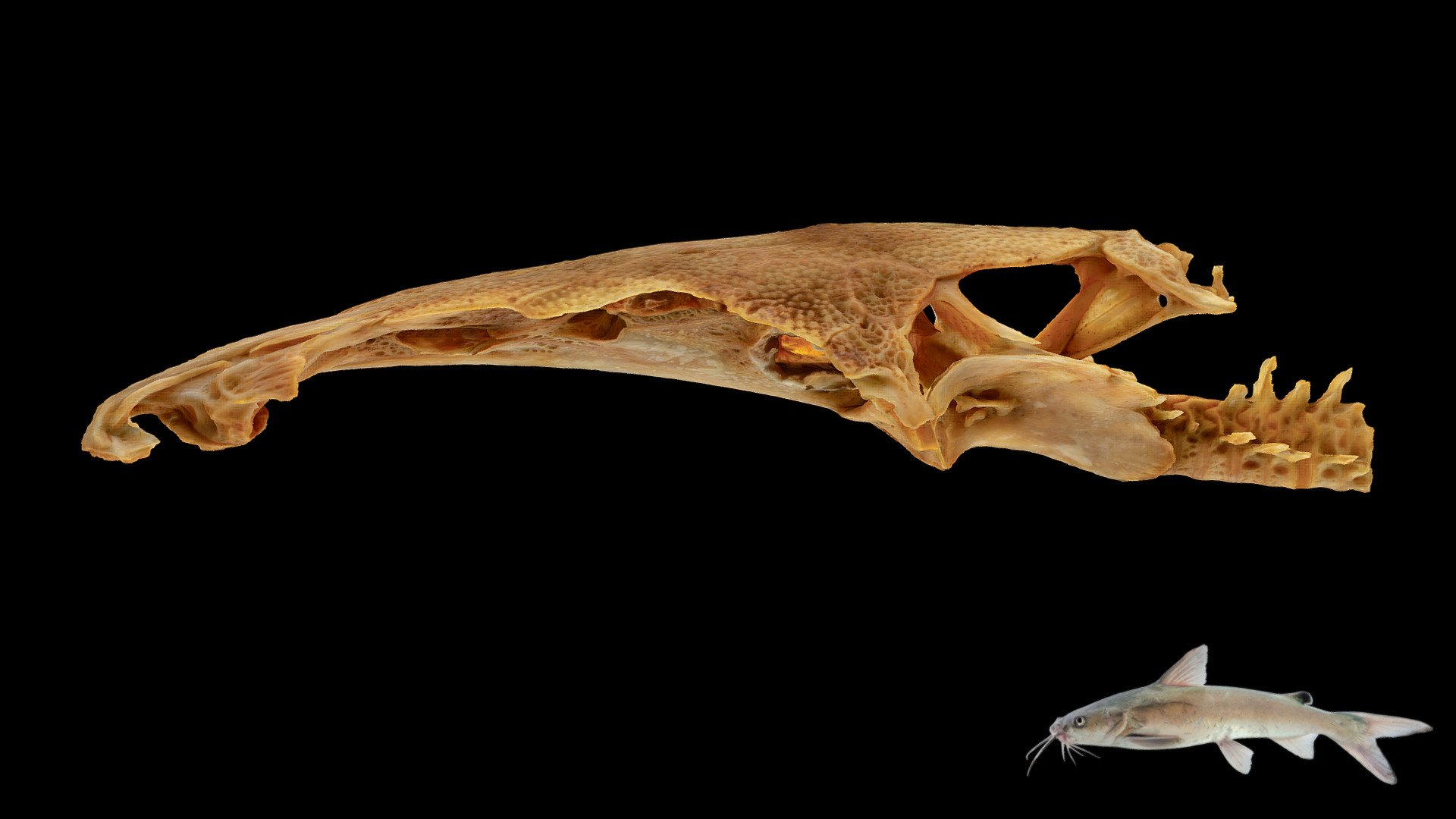 Hardhead Catfish Skull Neurocranium 3d Model By Blackburn Lab Ufherps