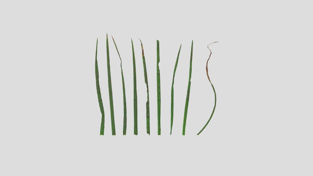 Grass