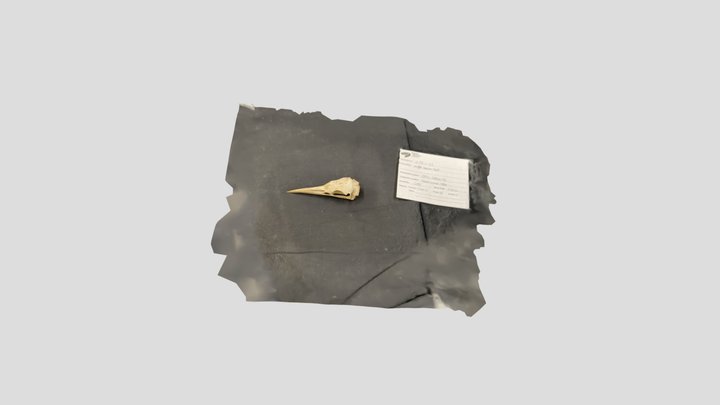 Night Heron Skull 3D Model