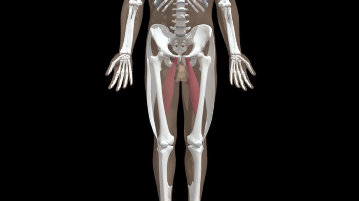 Diferenças da cintura pélvica.  Skeleton anatomy, Anatomy drawing