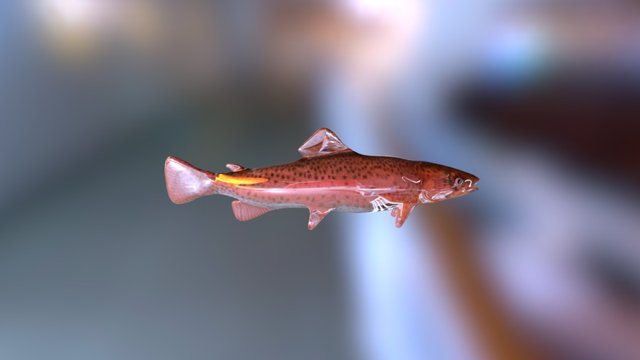 Fish - Balık 3D Model