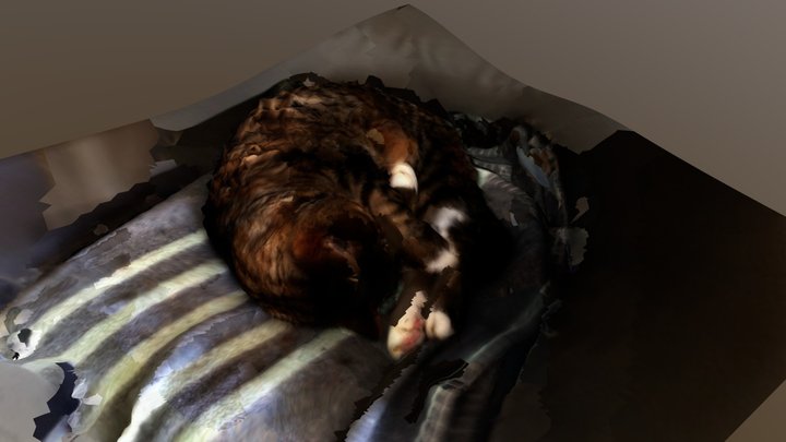 Sleepy Cat 2 - VisualSFM 3D Model
