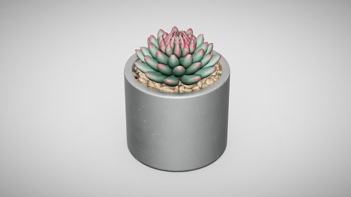succulent plant 3D Model