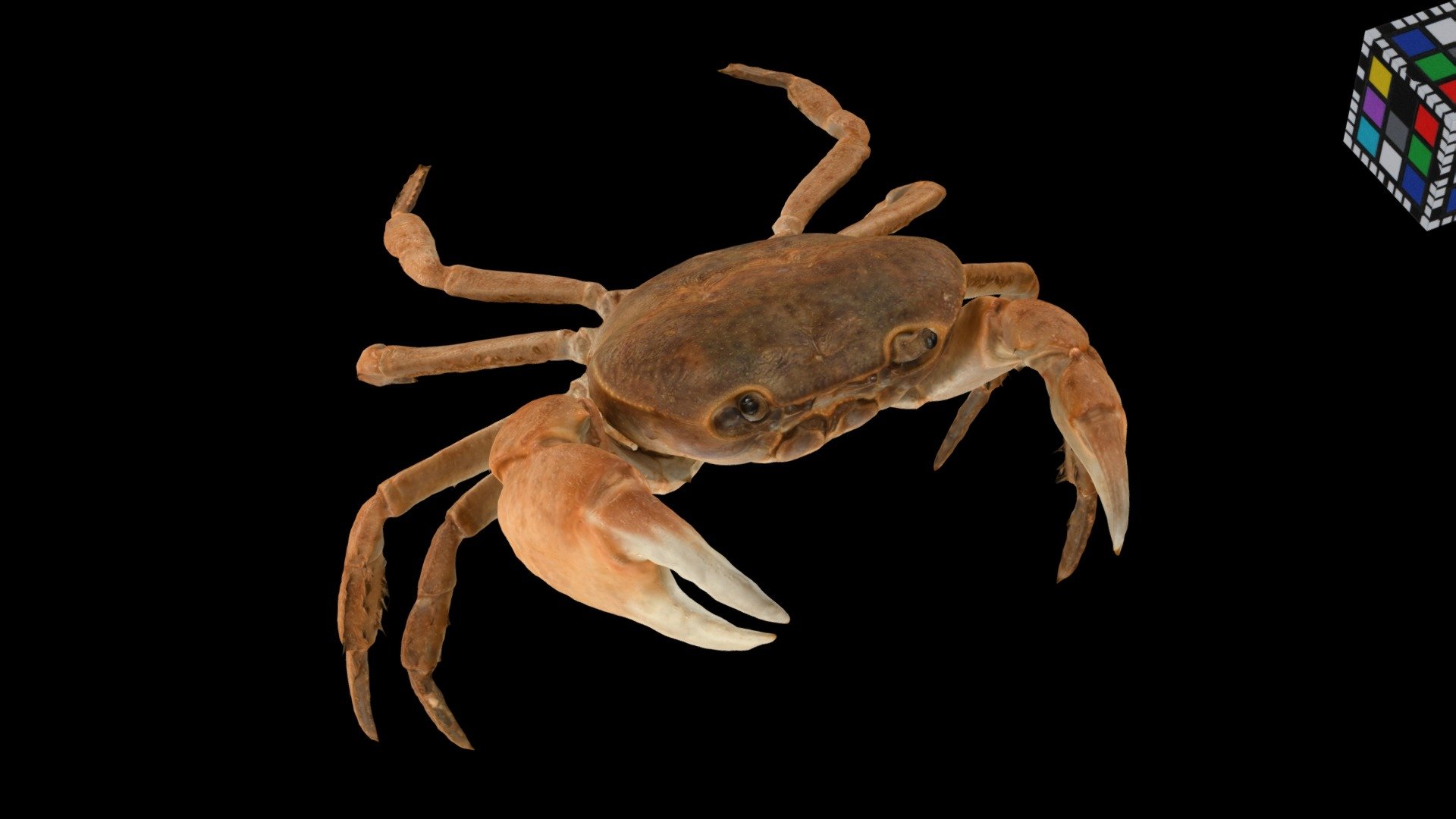 CC0 ミカゲサワガニ 🦀 ♂ Mikage Freshwater Crab - Download Free 3D