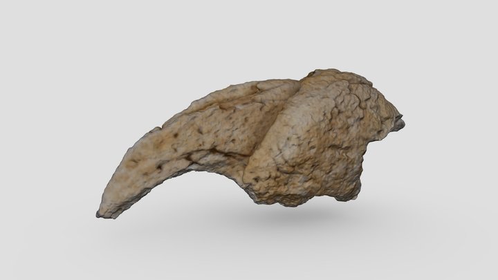 Megatherium Claw 1 3D Model