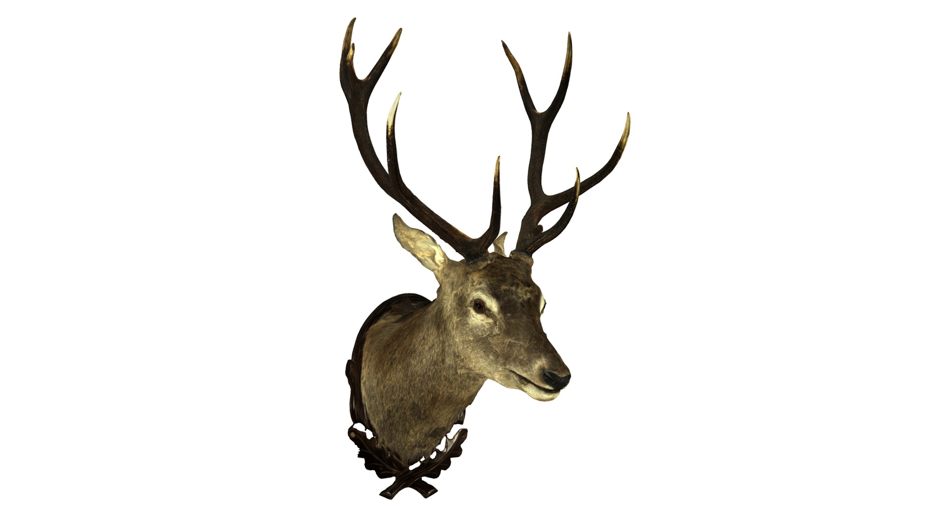 3D model Deer Head Stag