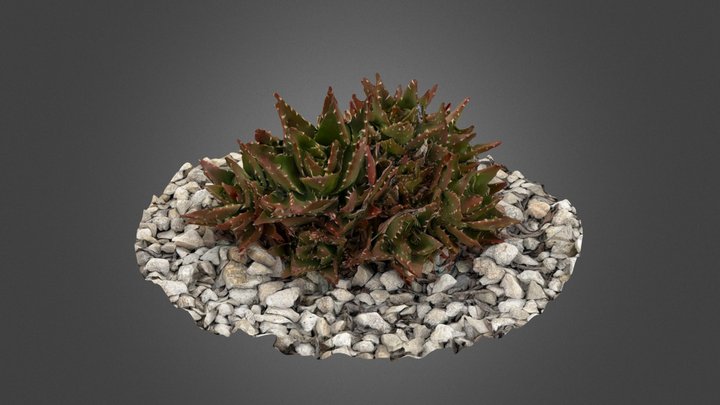 Thorny plant #2 3D Model