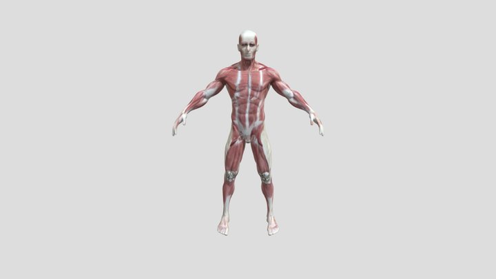 human antomy