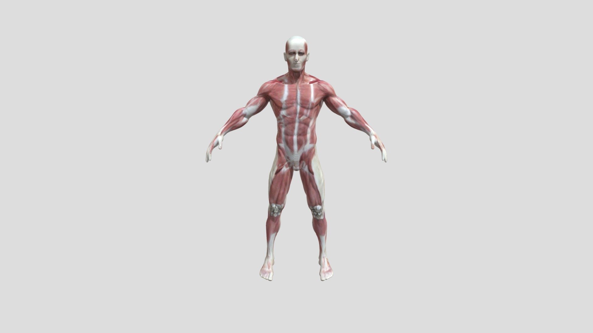 human antomy - Download Free 3D model by indan modeler (@indianmo ...